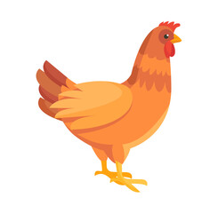 Cute chicken is standing on white background