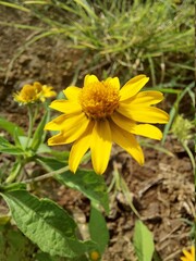 yellow flower in the garden
