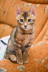 Fototapeta na wymiar cute bengal cat at home
