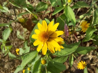 sunflower in the garden