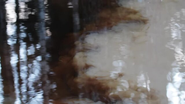 Hydrology. Water pollution, roiling (fluid) mechanics. Jets of cloudy turbide water penetrate into a clean pond and you can see swirls of mud (phase separation, mixing) current