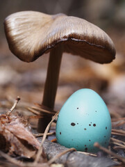 Lost thrush egg under the mushroom