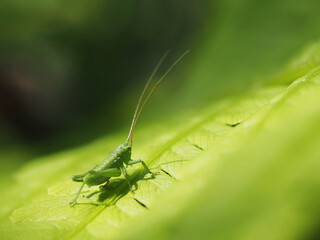 Small green grasshopper on a large fern