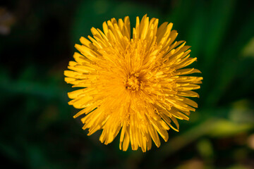 Dandylion