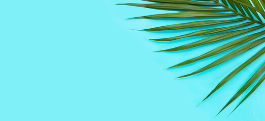 Tropical palm leaves on blue background. Summer background concept