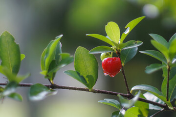 the wild cherry on a bush