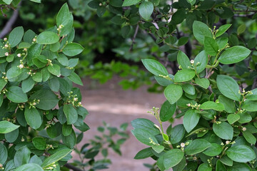 Frame of branches of a flowering shrub close-up