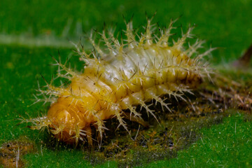 yellow caterpillar on a leaf