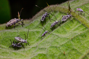Aphid close up on a green leaf