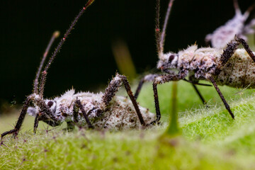 Aphid close up on a green leaf
