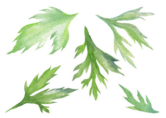 Green leaves. Hand painted watercolor illustrations. Set of floral elements.