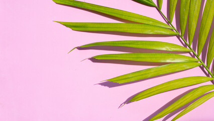 Green yellow tropical palm leaves on pink background. Summer background concept