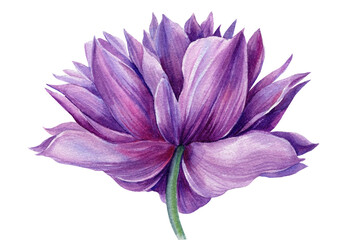 Watercolor flower. Purple anemone. botanical illustrations. 