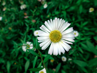 daisy in the garden