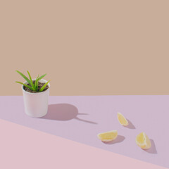 Creative colorful idea, green cactus and fresh raw lemon composition. Retro summer concept, pastel pink, violet and beige background, copy space arrangement.