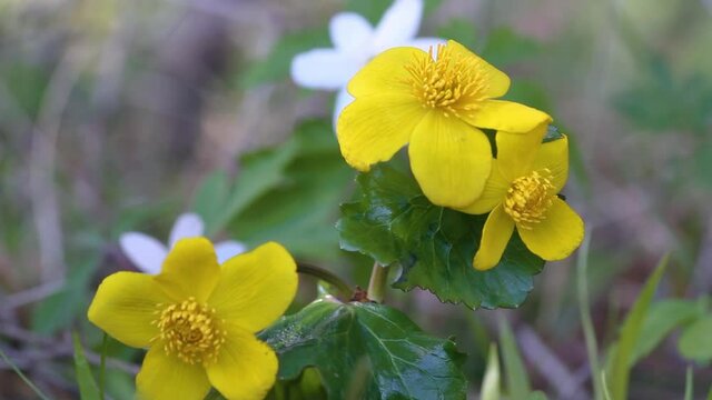 Kingcup (Caltha palustrls) flower and anemone blooms in the background. Northern flowers grow in the Arctic