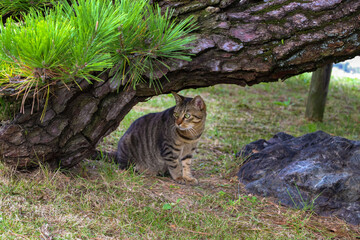 松の木の下に潜むネコ