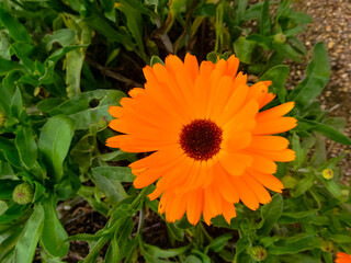 orange flower in the garden