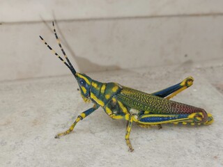 grasshopper on the ground
