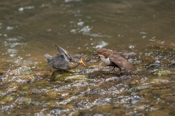Dipper juvenile feeding in a stream in Scotland in the springtime