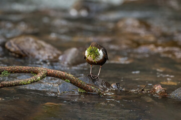 Dipper perched on a branch over a stream with a beak full of nest material in Scotland