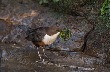 Dipper perched on a rock in a stream Scotland with nesting material in its beak