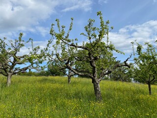 Oberhalb des Neckartals wachsen in Esslingen am Neckar Obstbäume auf Streuobstwiesen.