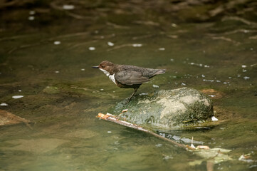 Dipper perched on a rock in a stream Scotland