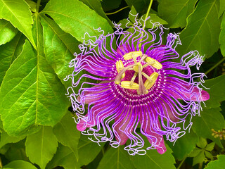 purple passionflower blossom, isolated, against background of green vines
