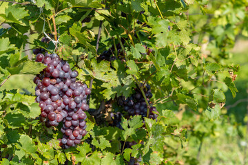 Ripening grapes in Southern Moravia, Czech Republic