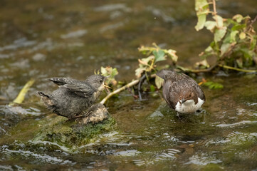 Dipper juvenile feeding in a stream in Scotland in the springtime