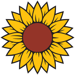 sunflower vector illustration in color