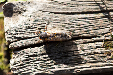 Adult Brood-X Cicada in morning sun against a wooden background. No people. Macro Close-up.