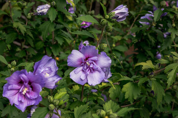 purple flowers blooming in the summer