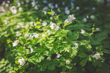 Beautiful white flowers in a spring forest.