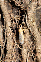 Recently emerged Brood-X Cicada 17 year periodic amongst vines on a tree in morning light. No people. Macro close-up