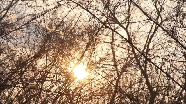 Finlayson's squirrels (Callosciurus finlaysonii) jumps from branch to branch against the background of the setting sun, Thailand