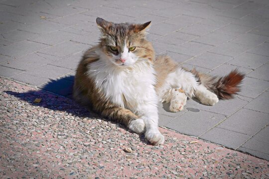 Portrait of cat resting.  Beautiful Siberian feline animal on ground and looking at something.  Daytime photo with vignetting effect.