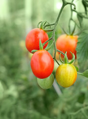 Fresh red ripe and unripe tomatoes growing on branch, natural green background. healthy organic vegetable. gardening harvest season