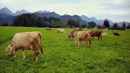 Fototapeta na wymiar Cows grazing in a pasture in the Alps, Schwangau, Bayern.