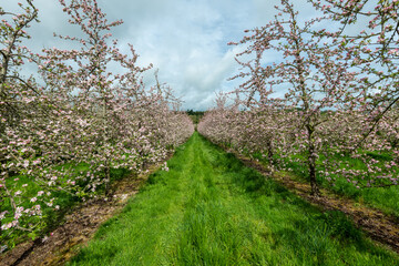 Fototapeta premium Two rows of apple trees in blossom in a modern cider orchard