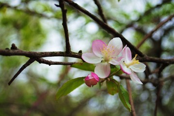 Cherry Blossom Tree Branch in Green Foliage Macro Pink Flower
