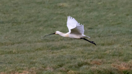 black crowned crane