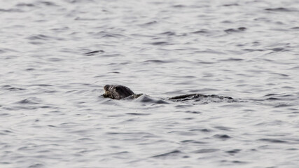 seal on the beach