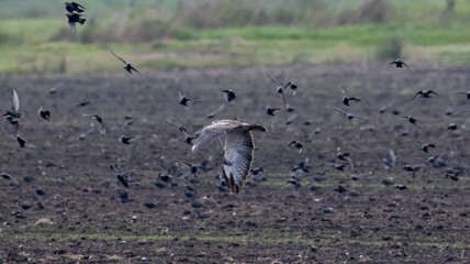 cranes in flight
