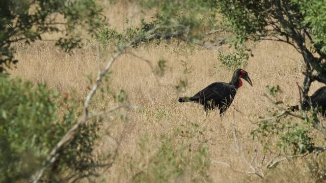 Southern Ground Hornbill in its Natural Environment