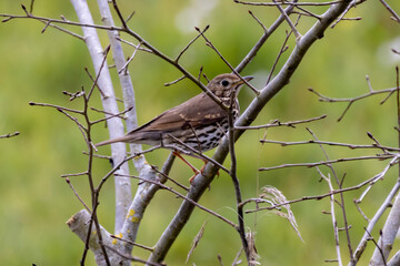 sparrow on a branch