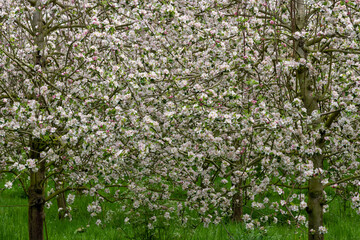 Obraz premium Close up of apple blossom in an apple orchard