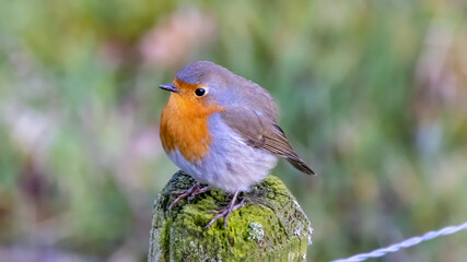 robin in the snow