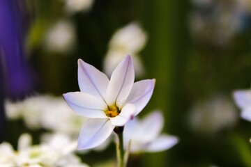 Fototapeta premium Fleur